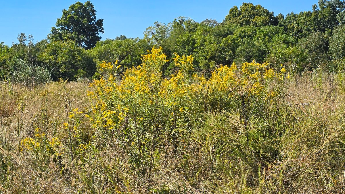 Image for LAND AUCTION - 68.9± ACRES IN 3 TRACTS WITH BARNS