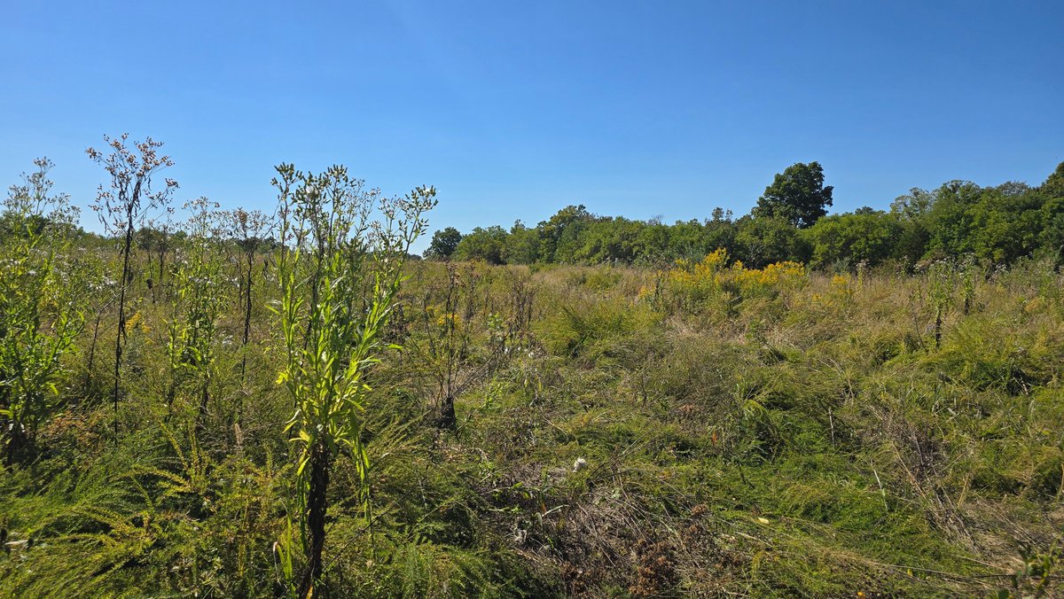 Image for LAND AUCTION - 68.9± ACRES IN 3 TRACTS WITH BARNS