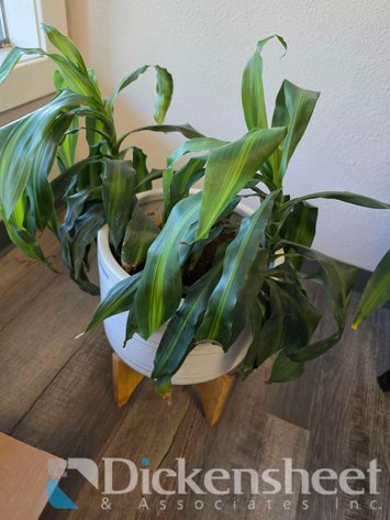Image for POTTED PLANT