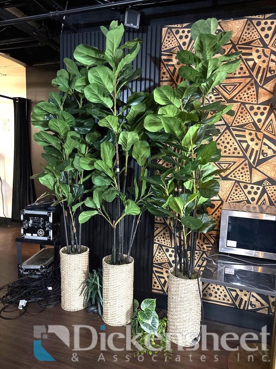 IMITATION FIG TREES IN STRAW PLANTER BASKETS