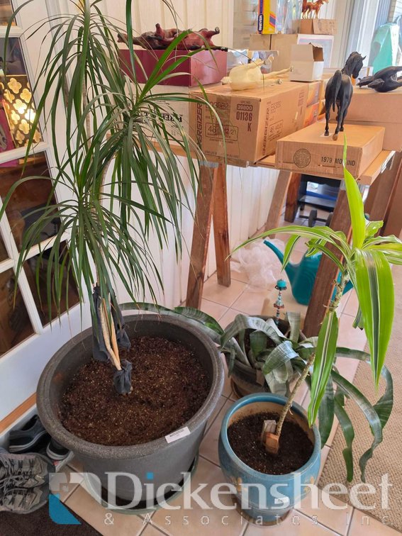 LIVE PLANTS FROM BACK PORCH, QTY (4)
