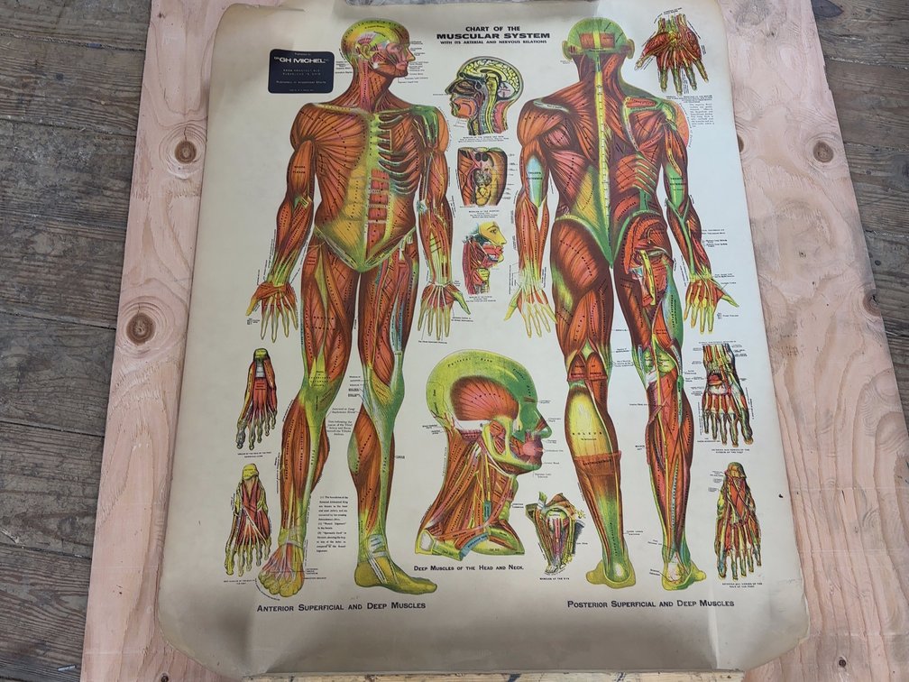 Chart of Muscular System