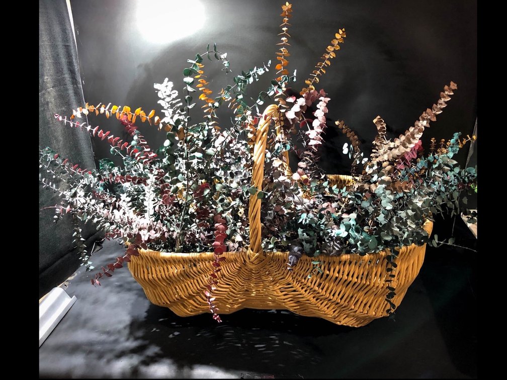 Wicker Basket with Multi-Colored Dried Eucalyptus Stems