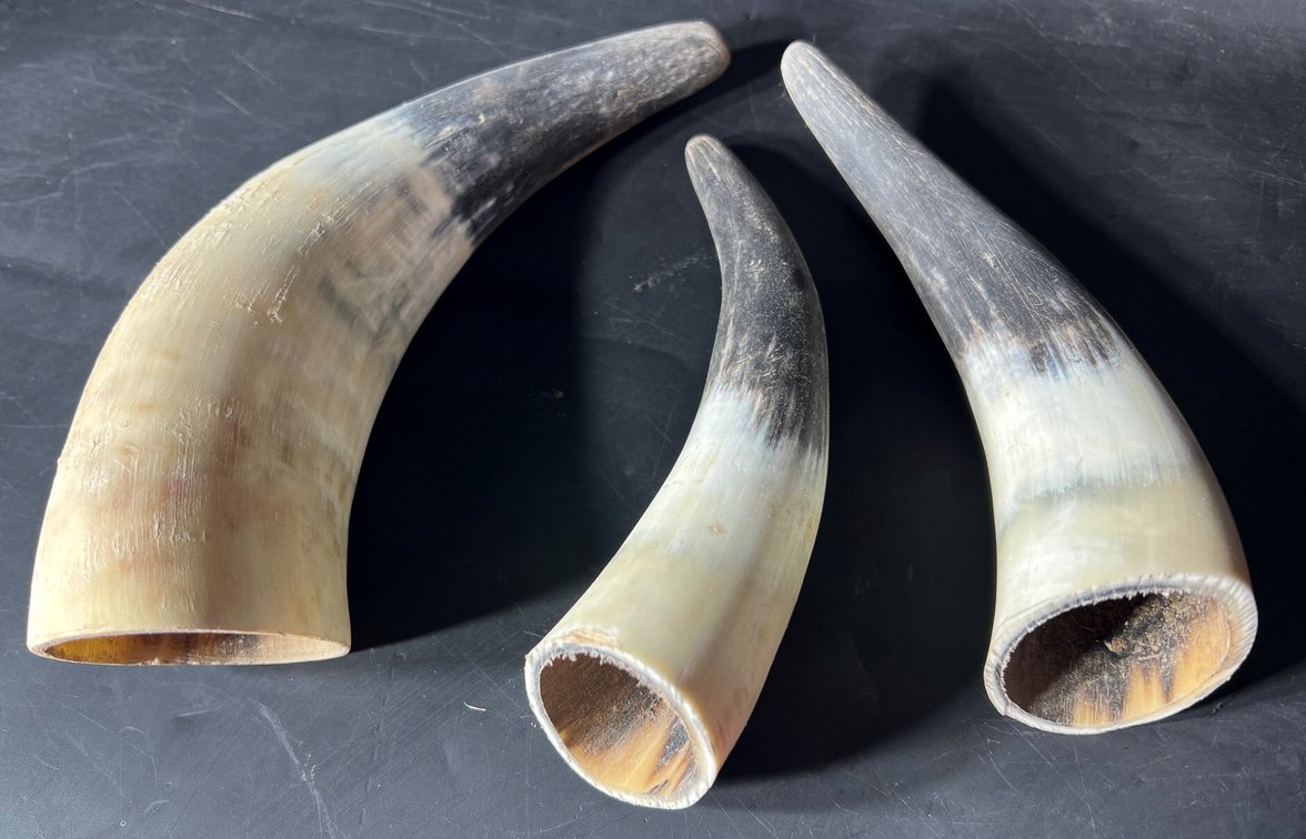 Polished Hollow Cow Horns in Various Sizes