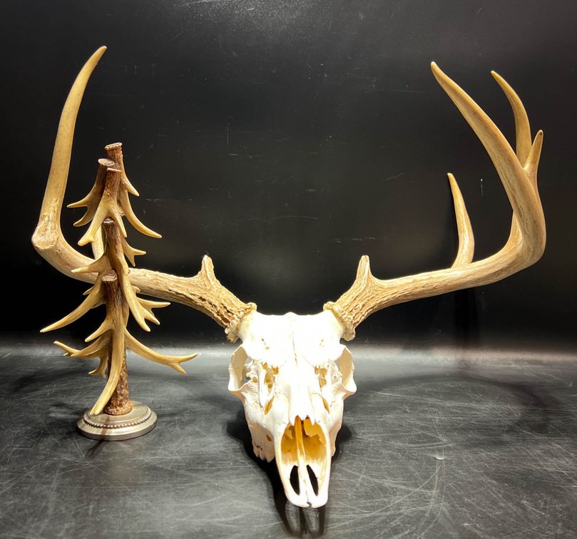 Deer Skull With Antlers and Antler Tree Decor