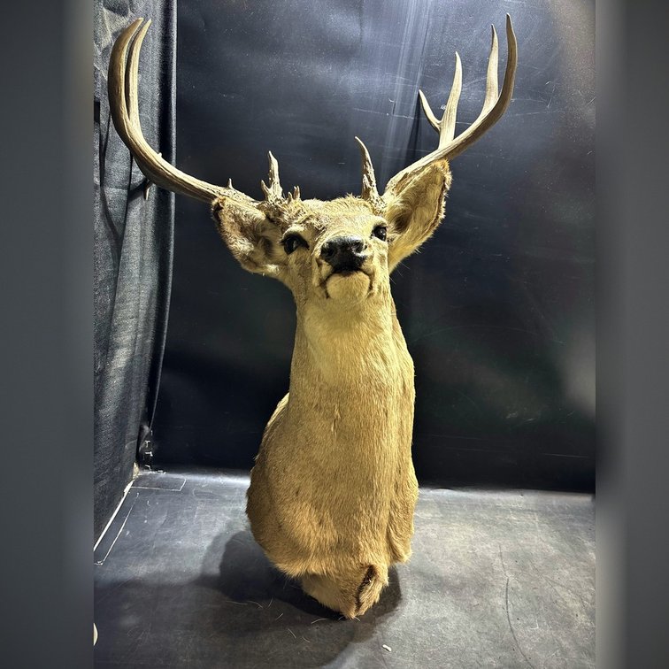 Taxidermy Deer Mount with 24-Inch Antler Spread