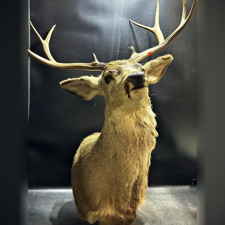 Mounted Deer Head Taxidermy with 29-Inch Antlers