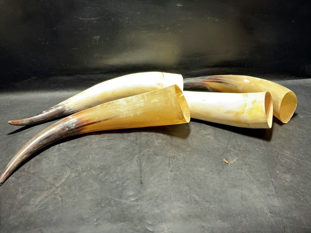 Long Curved Hollow Animal Horns