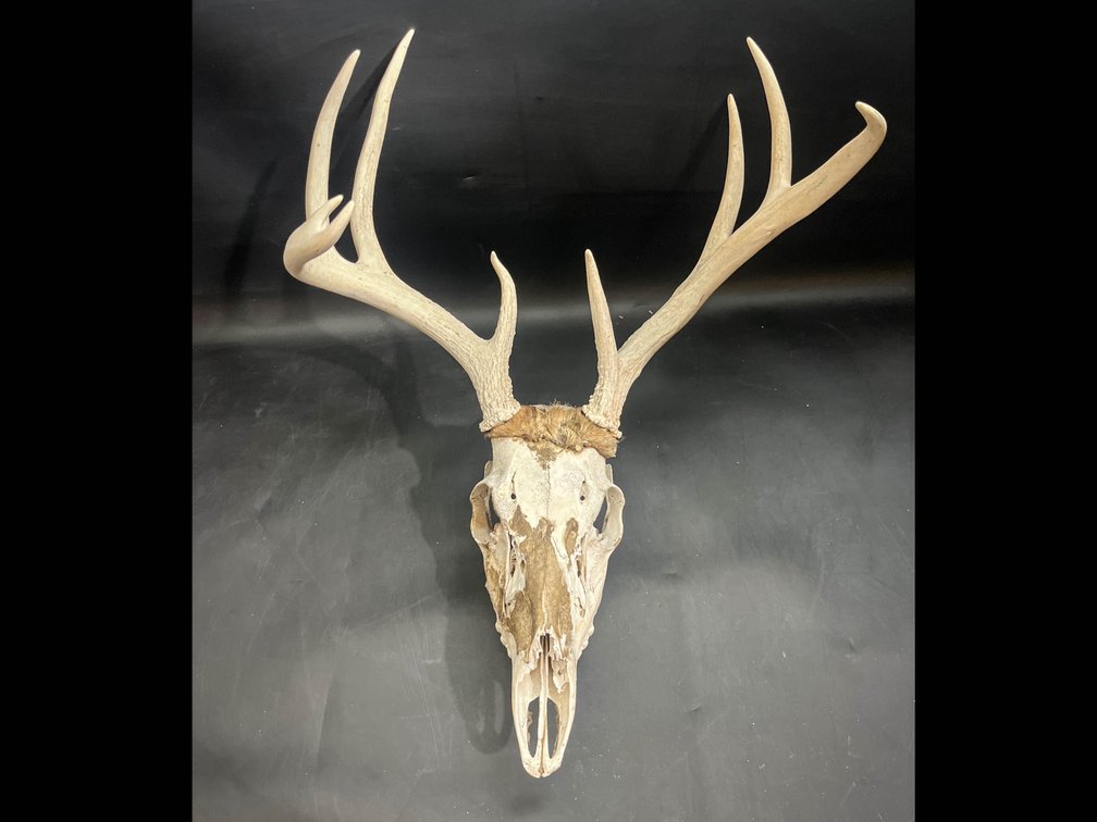Deer skull 20”