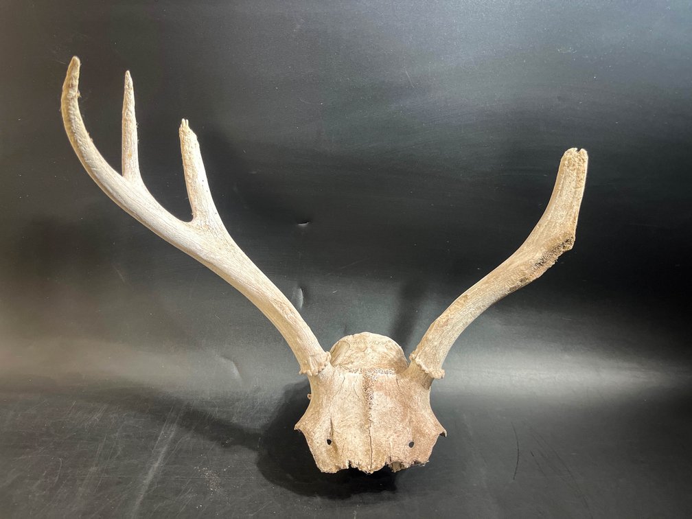 Deer antlers 12”x16”