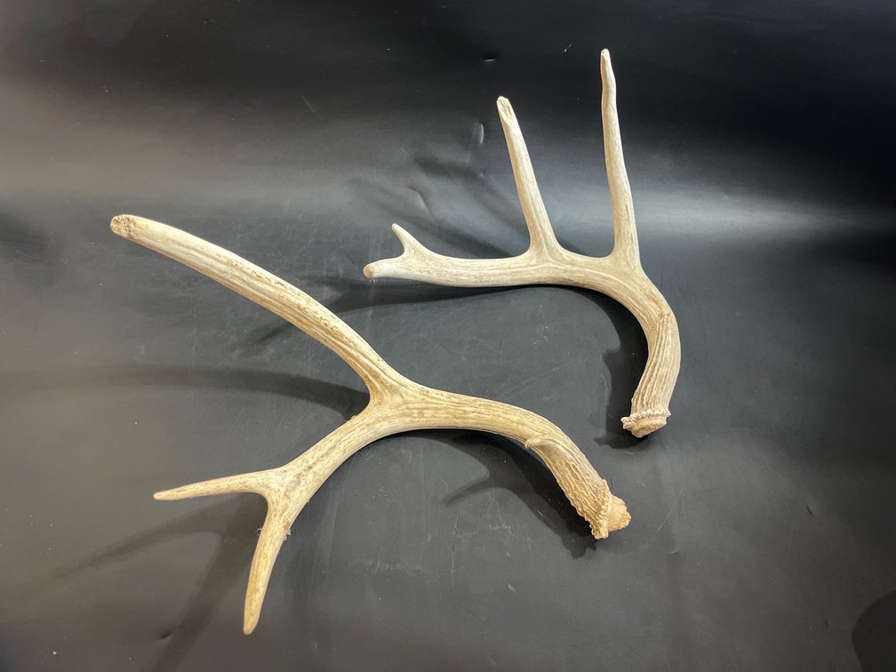 Deer antlers 13” and 16”