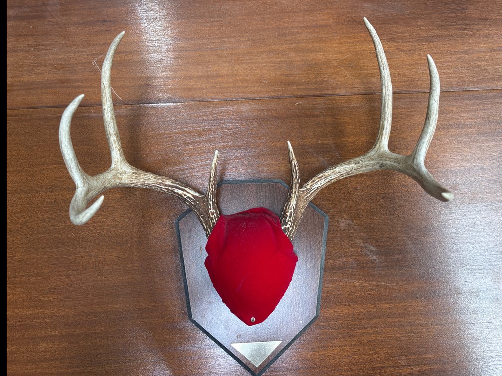 Deer Antlers on a Plaque 14" 