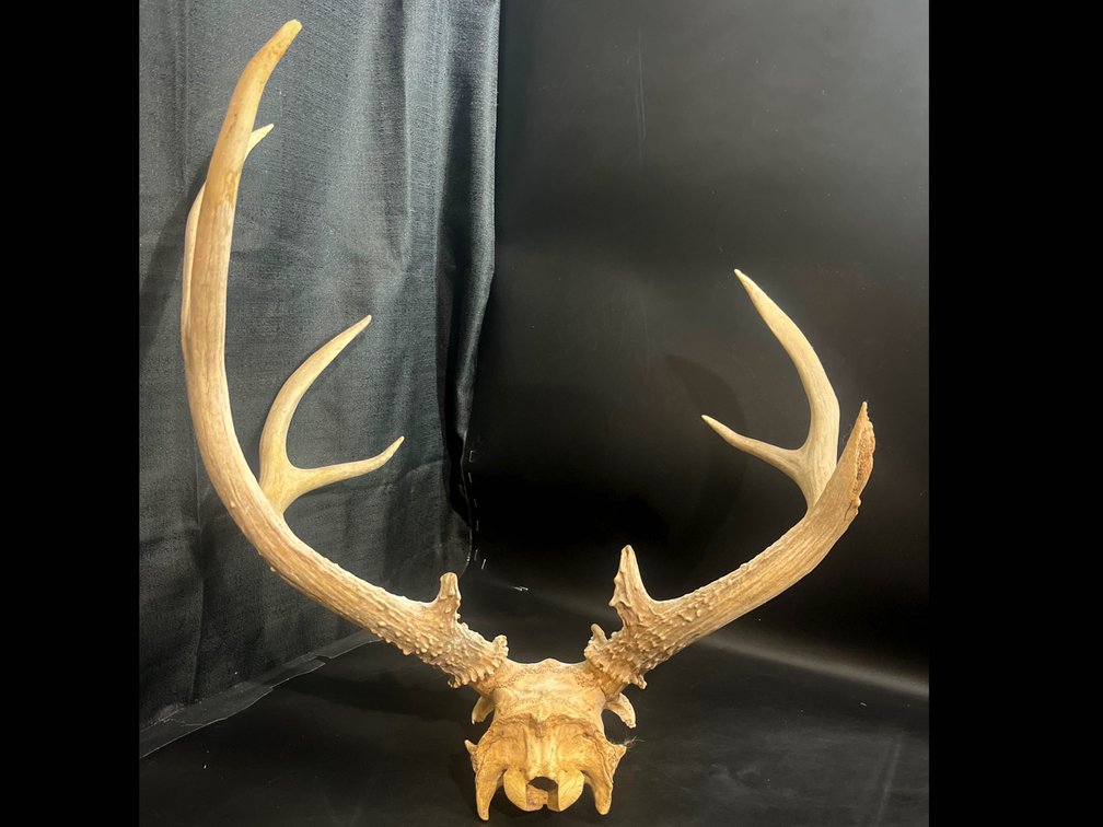 17”x20” Mounted Deer Antlers on Skull Plate