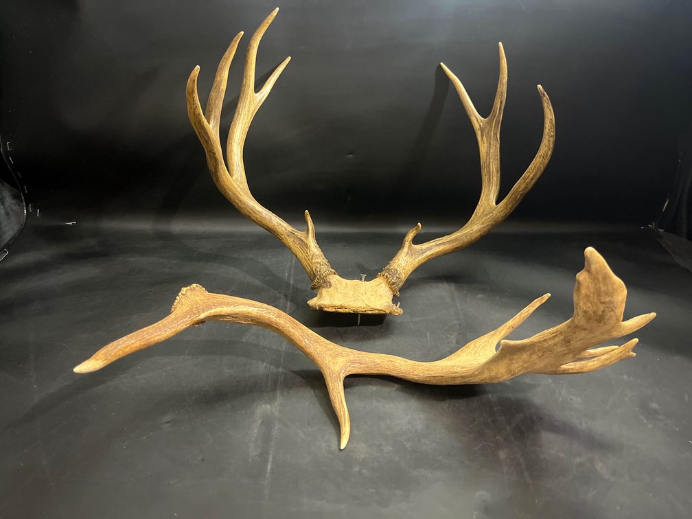 Two Large Deer Antler Mounts
