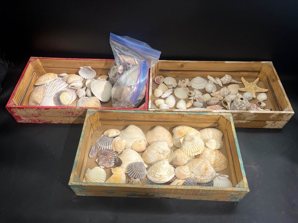 Collection of sea shells and 17”x9” wooden crates 