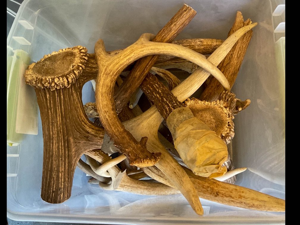Deer Antlers for Craft or Decor