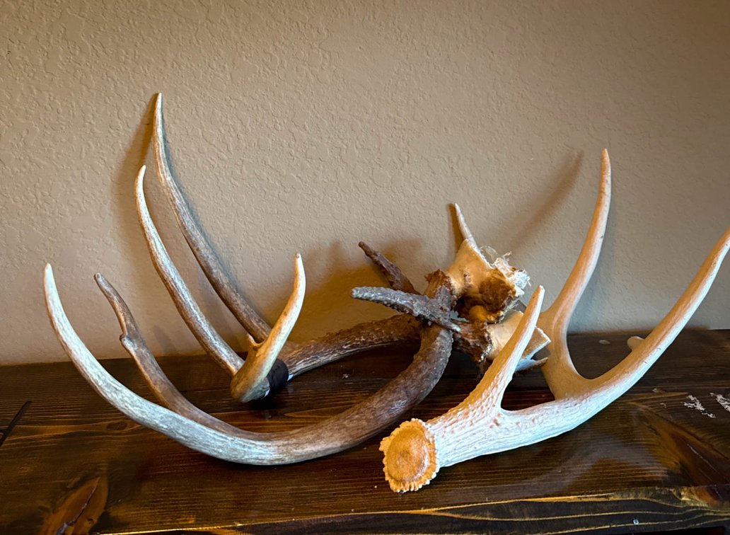 Deer Antlers with Partial Skull Cap Mount