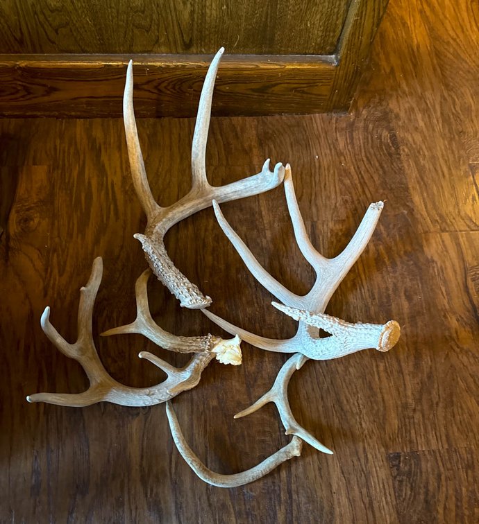 Five Shed Deer Antlers