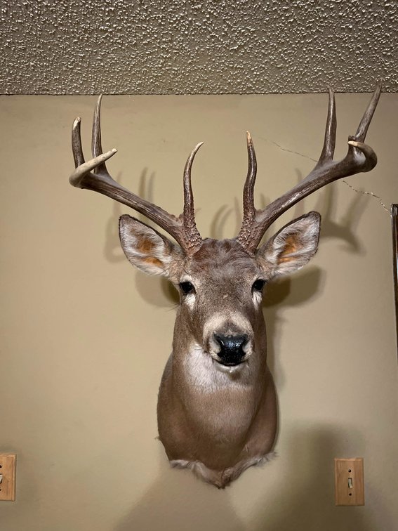 Taxidermy White-Tailed Deer Shoulder Mount With 10-Point Antlers