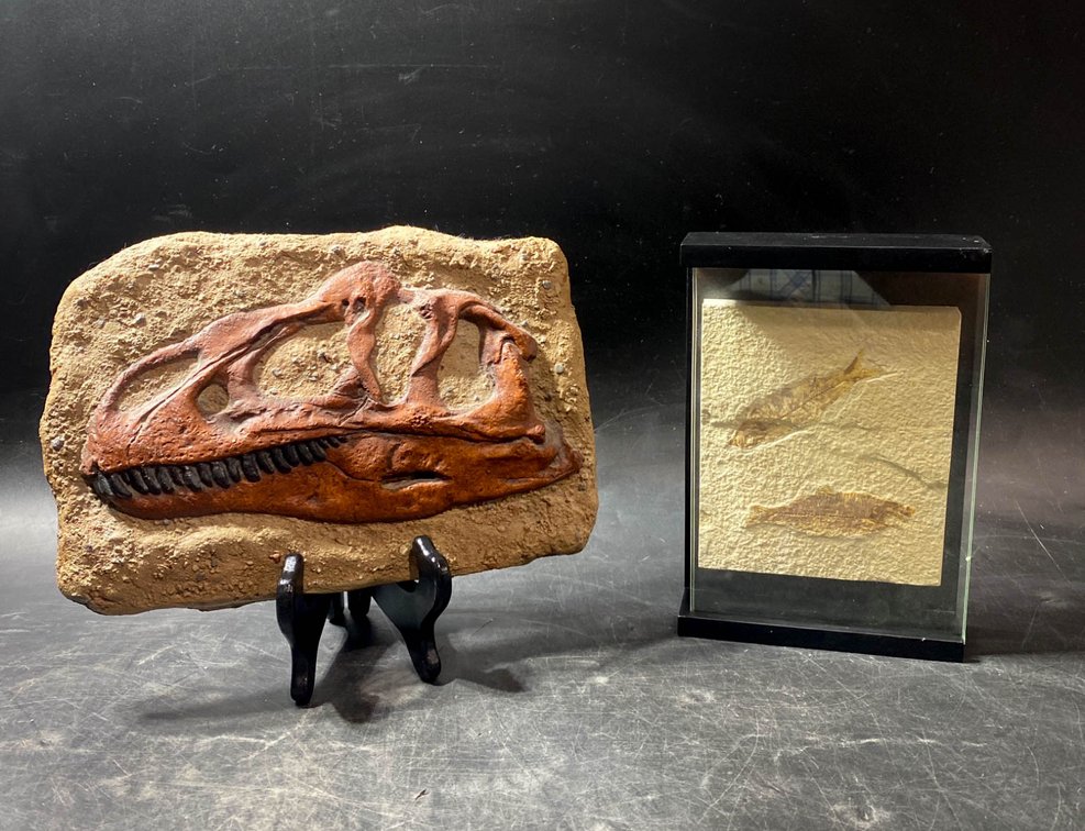 Fossil Fish Specimen in Display Case and Dinosaur Skull Plaque