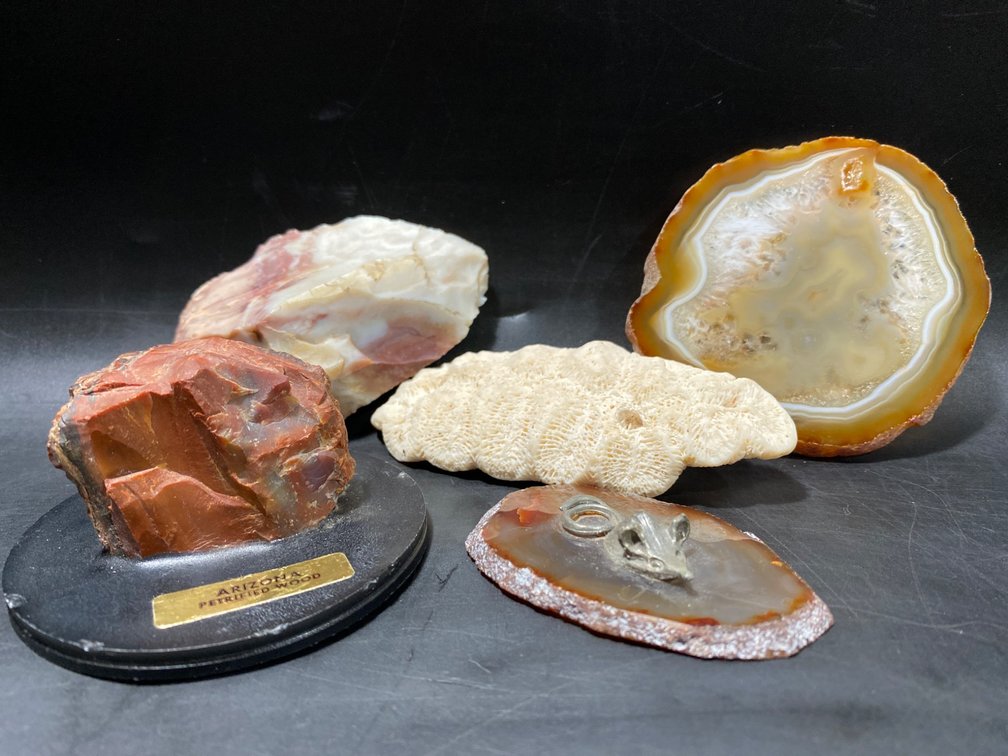 Fossil, Agate, and Petrified Wood Specimens