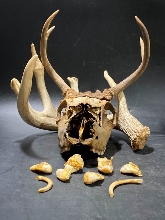 Whitetail Deer Skull with Complete Antlers and Assorted Shed Pieces