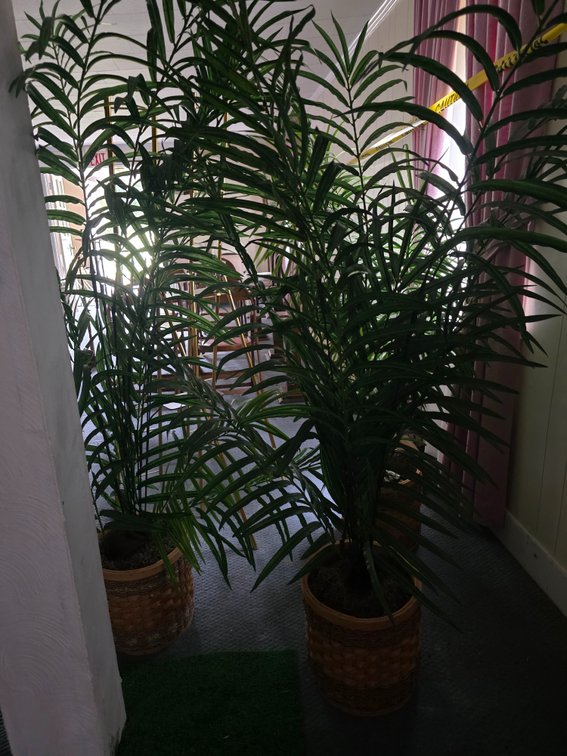 FAUX PALM PLANTS
