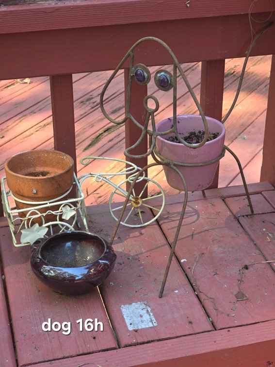 IRON DOGGY PLANTER, POTS