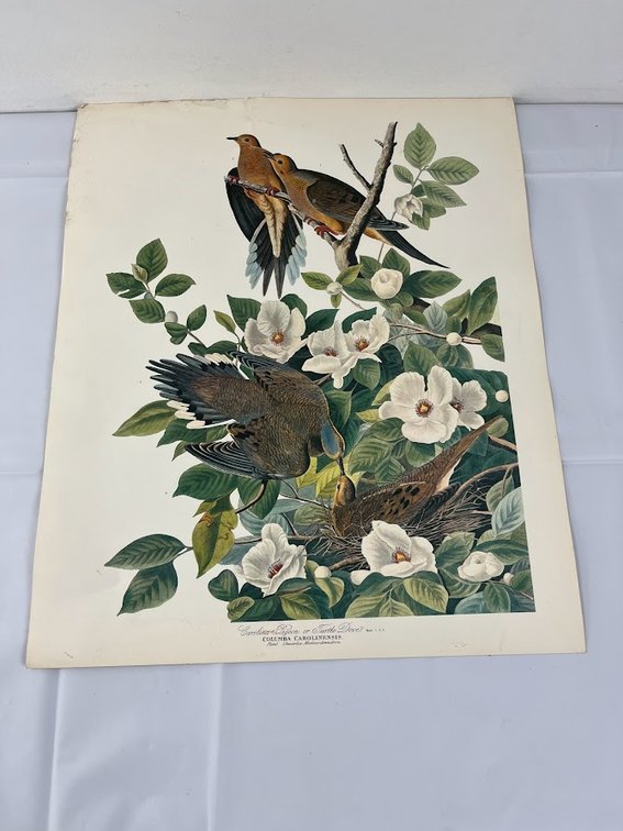 Pigeon, Dove and Carolinensis Print