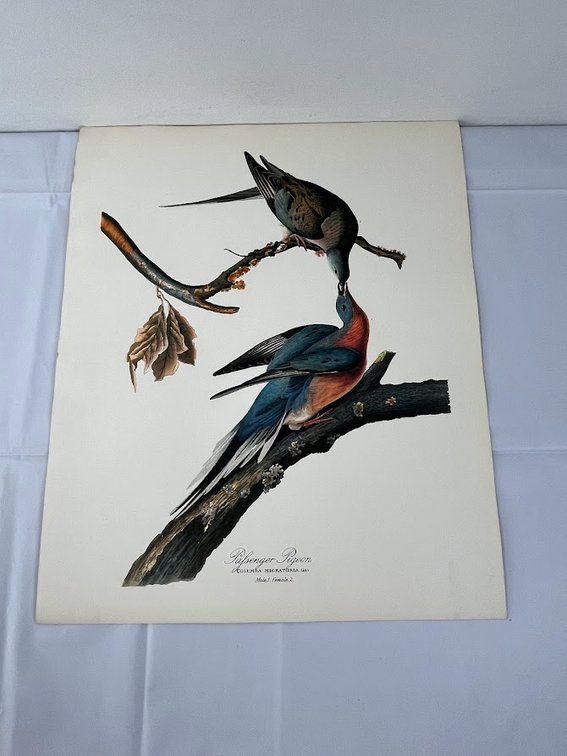 Pigeon Columba Migratoria Print