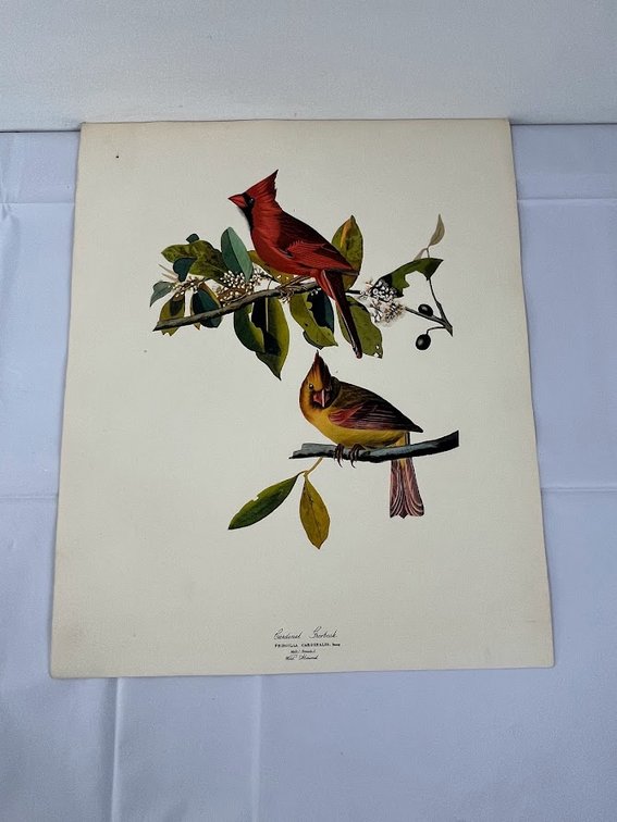 Cardinal Grosbeak Wild Almond Print