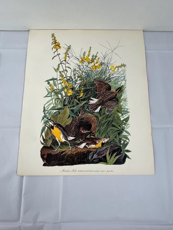 Meadowlark Sturnus-Ludovicianus Print