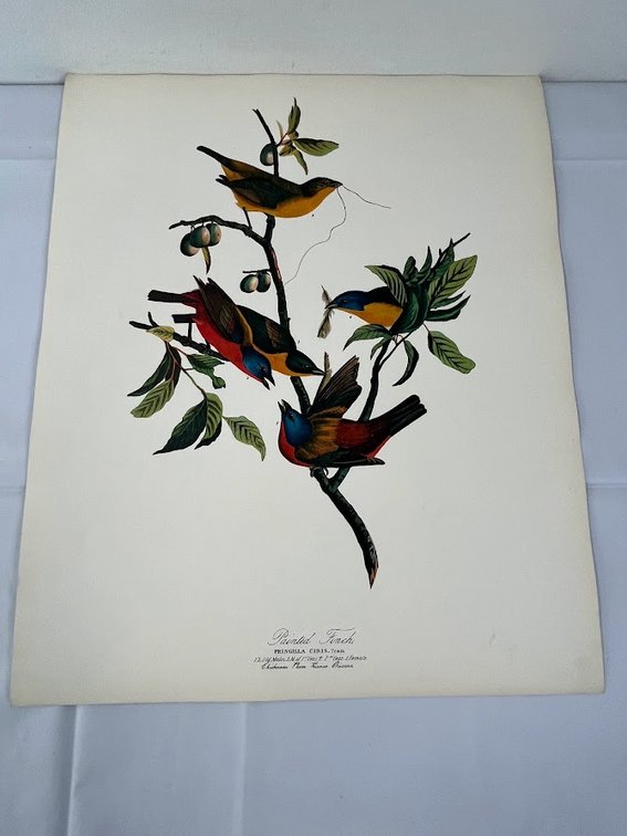 Painted Finch Print