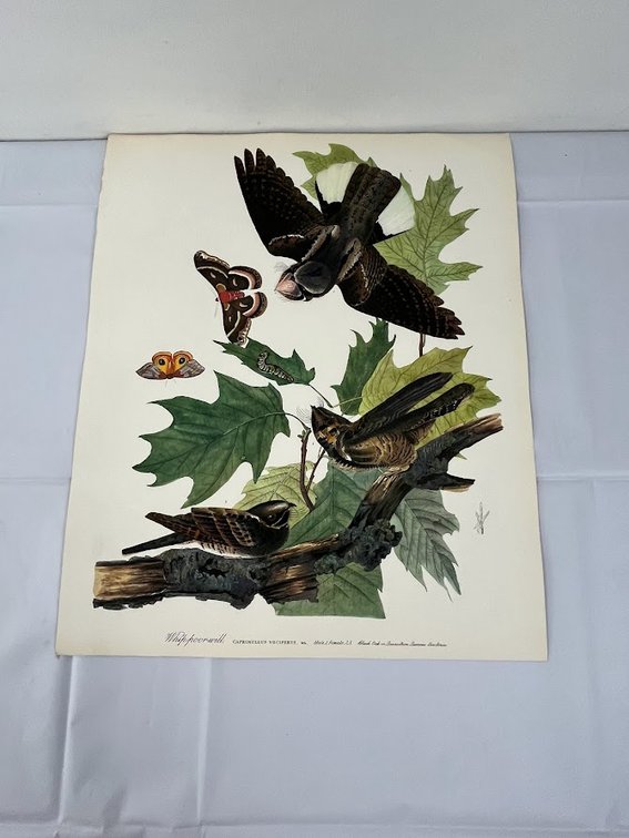 Whippoorwill with Black Oak Print