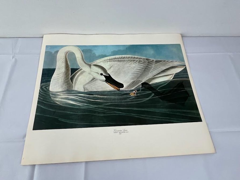 Trumpeter Swan Print