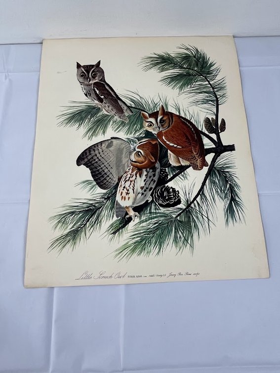 Screech Owl with Pine Print