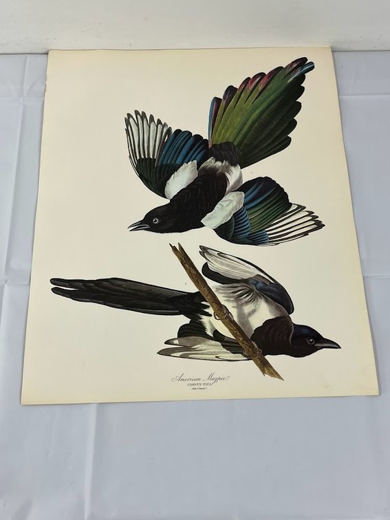 American Magpie Print