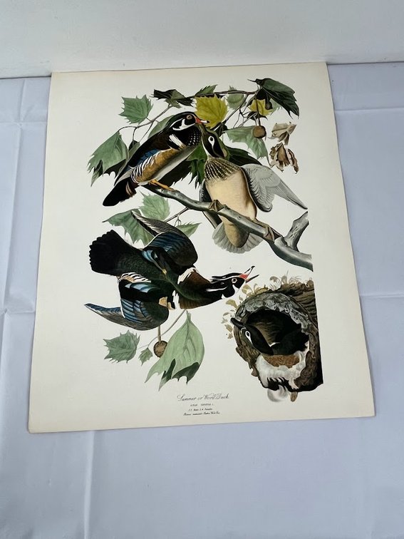 Summer or Wood Duck Print
