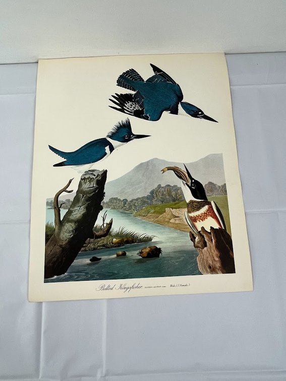 Belted Kingfisher Print