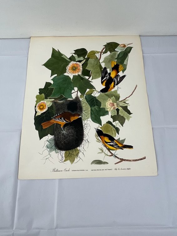 Baltimore Oriole Print
