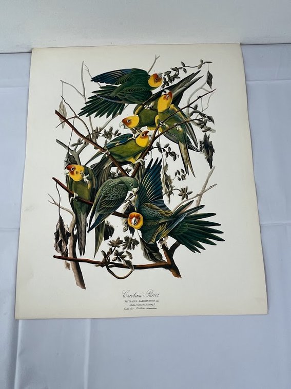 Carolina Parrot Print