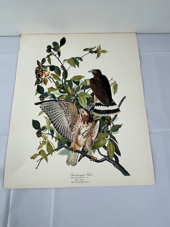 Broad-Winged Hawk Print