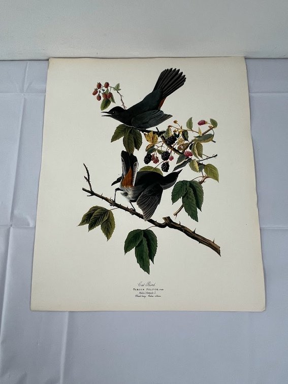 Cat Bird Print