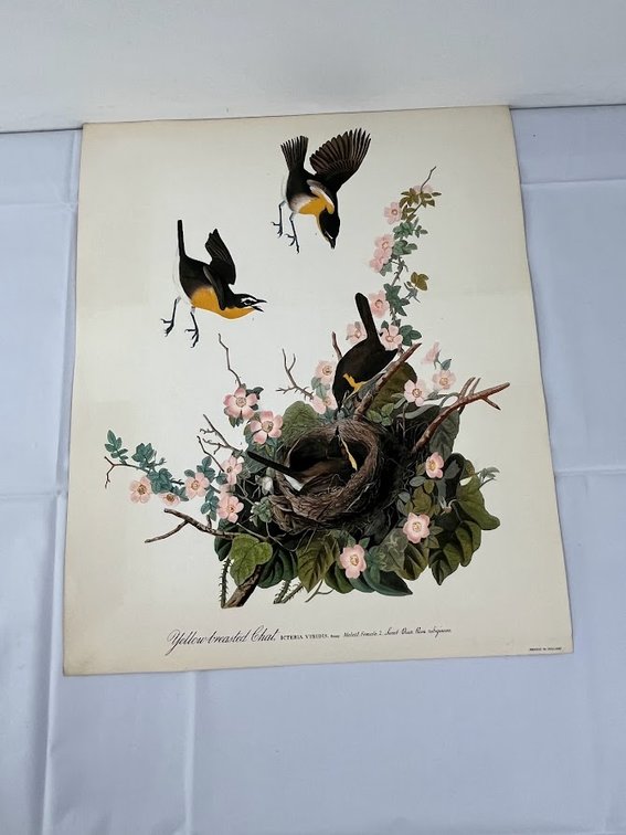 Yellow Breasted Chat Print