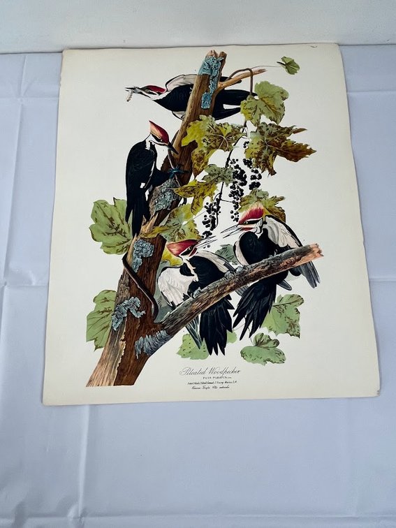 Pileated Woodpecker Print