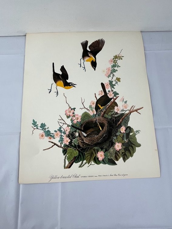 Yellow Breasted Chat Print