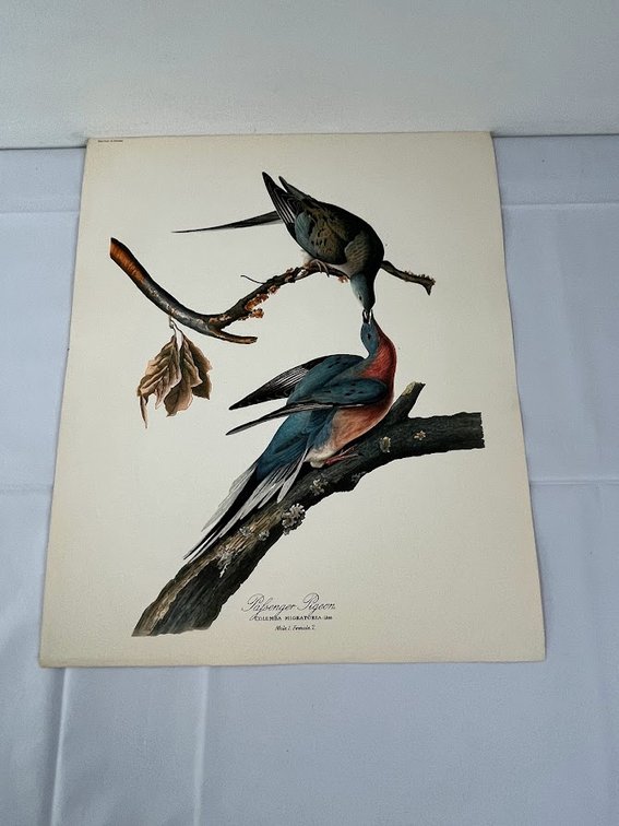Passenger Pigeon Print