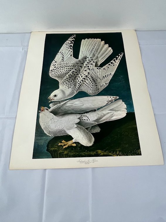 Iceland Falcon Print