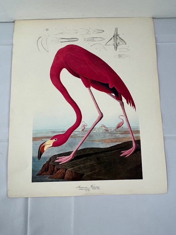 American Flamingo Print