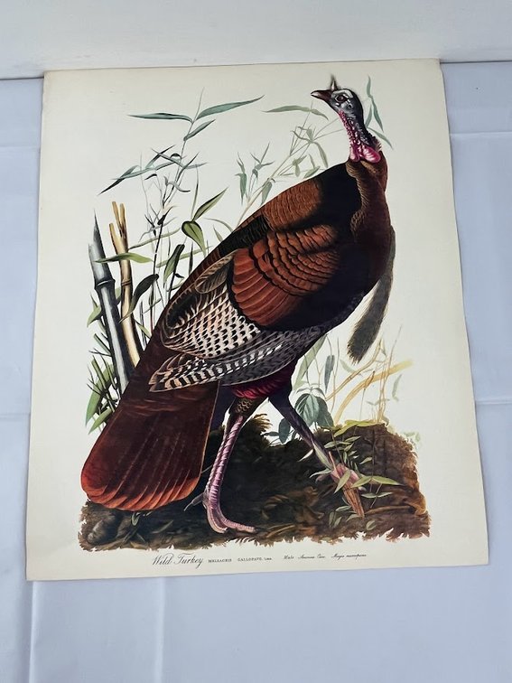 Wild Turkey Print